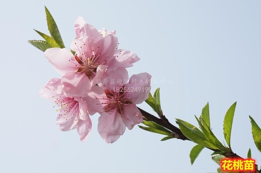 花桃苗_基地直销脱毒苗_苗纯价低包活