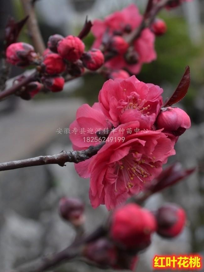 红叶花桃_基地直销脱毒苗_苗纯价低包活