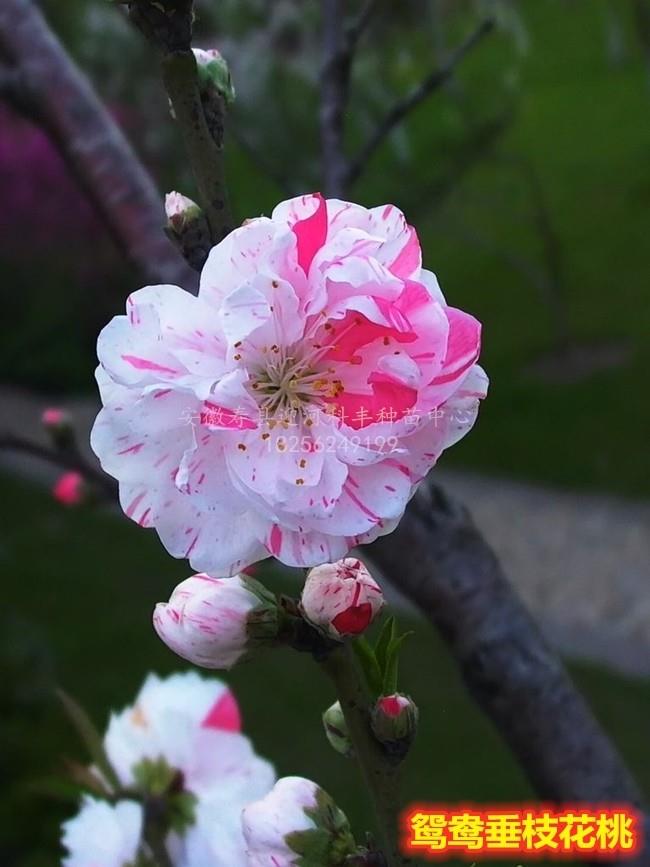 鸳鸯垂枝花桃_基地直销脱毒苗_苗纯价低包活