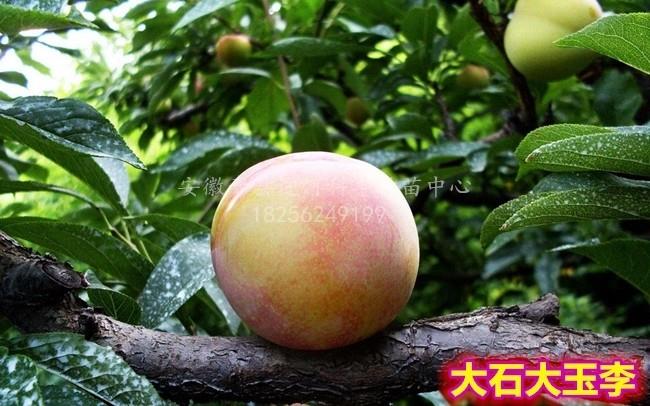 大石大玉李_基地直销脱毒苗_苗纯价低包活
