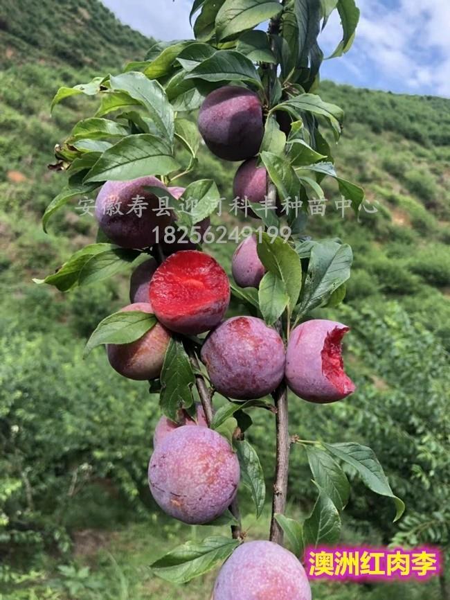 澳洲红肉李_基地直销脱毒苗_苗纯价低包活
