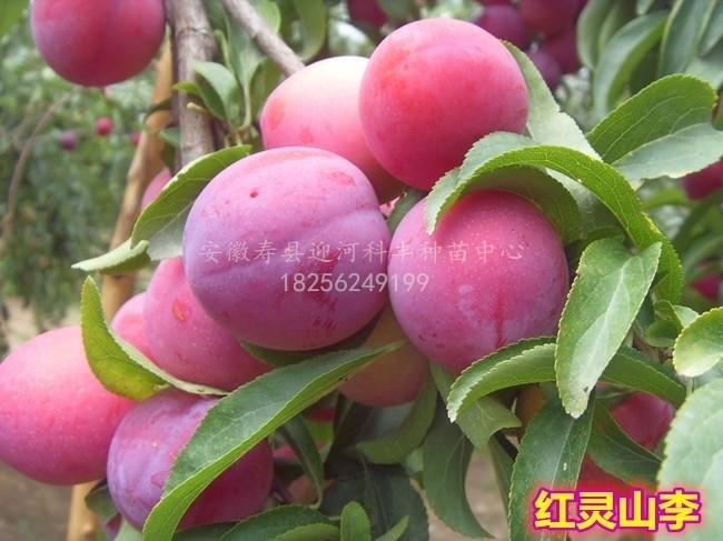 红灵山李_基地直销脱毒苗_苗纯价低包活