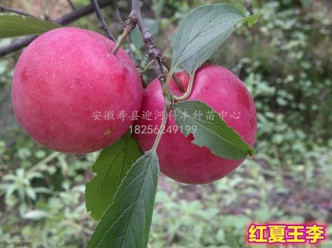 红夏王李_基地直销脱毒苗_苗纯价低包活