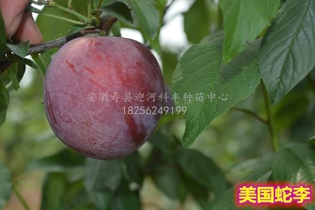 美国蛇李_基地直销脱毒苗_苗纯价低包活