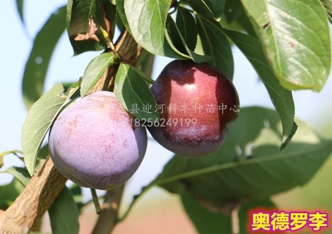 奥德罗达李_基地直销脱毒苗_苗纯价低包活