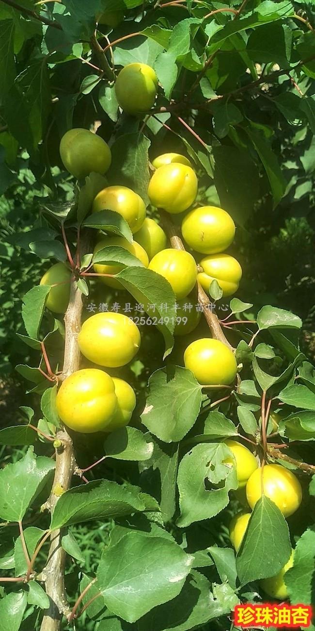 珍珠油杏_基地直销脱毒苗_苗纯价低包活