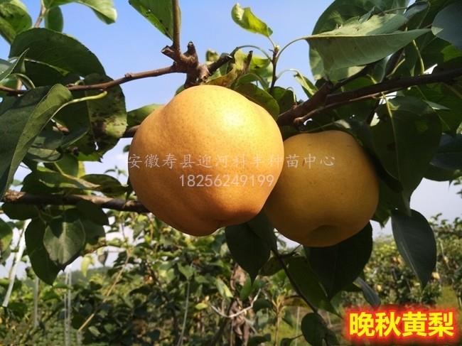 晚秋黄梨_基地直销脱毒苗_苗纯价低包活