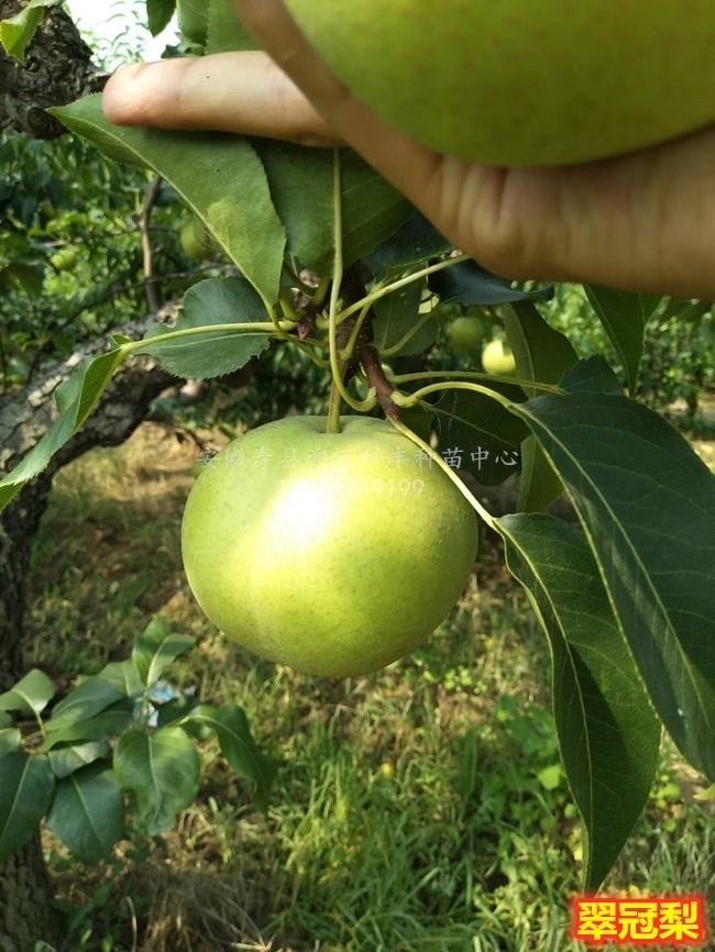 翠冠梨_基地直销脱毒苗_苗纯价低包活