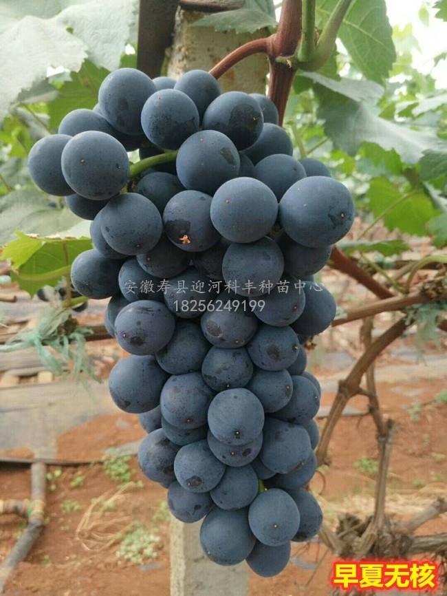 早夏无核葡萄_葡萄苗