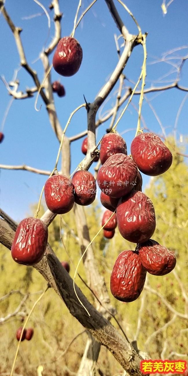 若羌灰枣_基地直销脱毒苗_苗纯价低包活