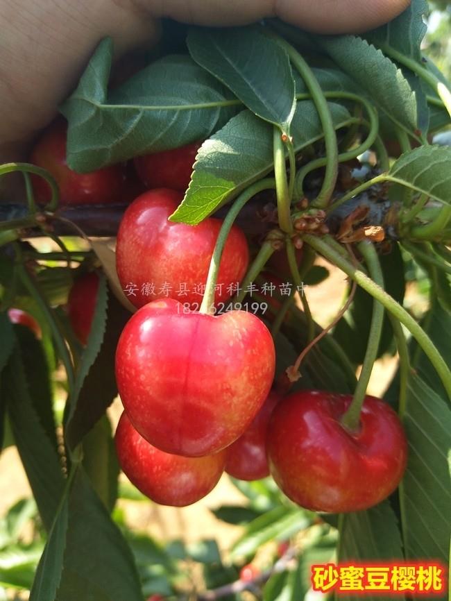 砂蜜豆樱桃_基地直销脱毒苗_苗纯价低包活