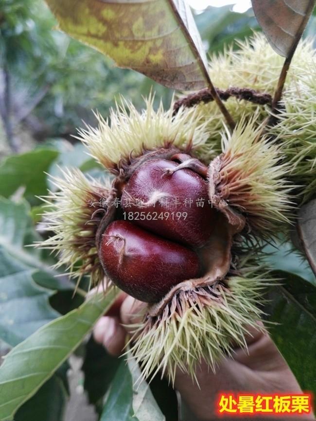 处暑红板栗_基地直销脱毒苗_苗纯价低包活