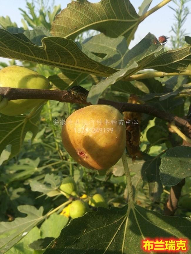 布兰瑞克无花果_基地直销脱毒苗_苗纯价低包活