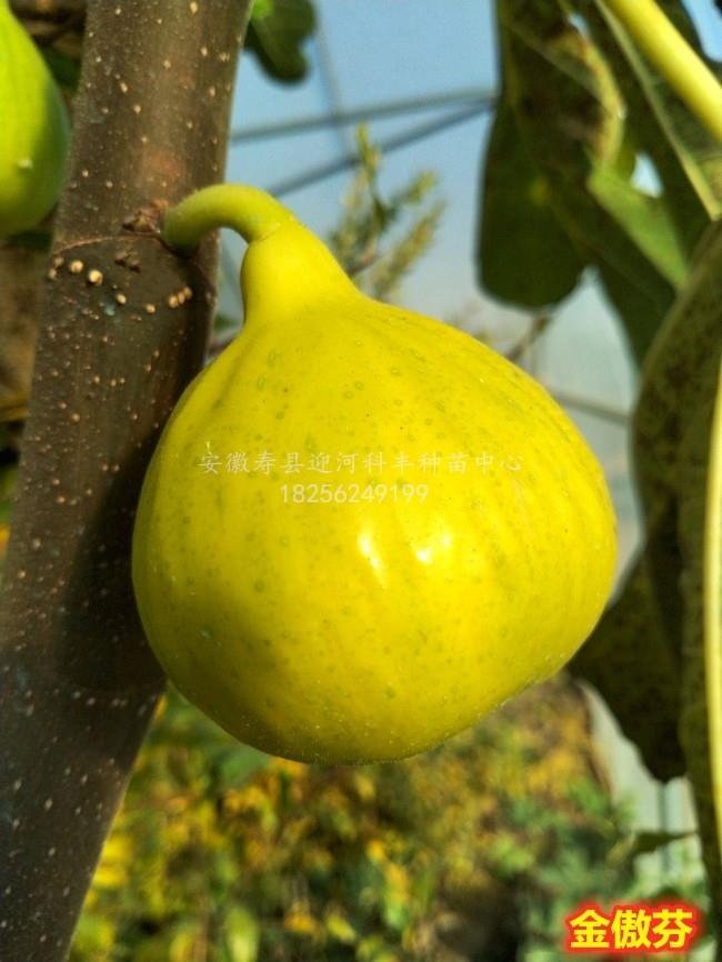 金傲芬无花果_基地直销脱毒苗_苗纯价低包活